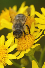 Closeup on a worker honeybee, Apis pellifera, sitting on a yellow Senecio Jacobaea flower