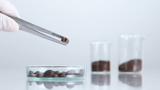 A moment scientist doing research on coffee bean with laboratory equipment petri dish test tube and beaker , science experiment concept 