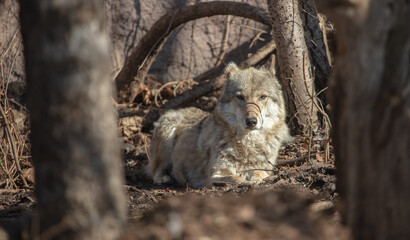 Wolf in the park in early spring.