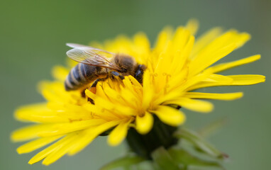 Bee on a yellow flower in nature.