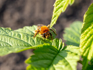 Fototapeta premium Little bee on a green leaf in nature.