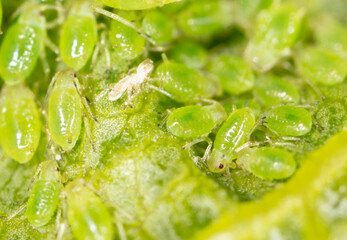 Small green aphids on a tree leaf.