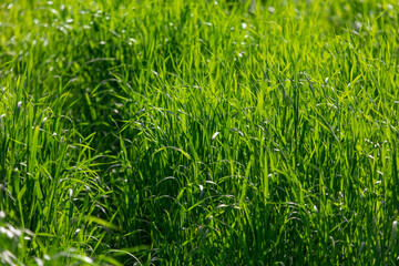 Lush green grass in nature