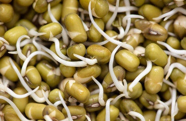 Sprouted mung beans as background.