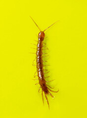 Centipede isolated on yellow background.