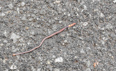 Earthworm on the asphalt road.