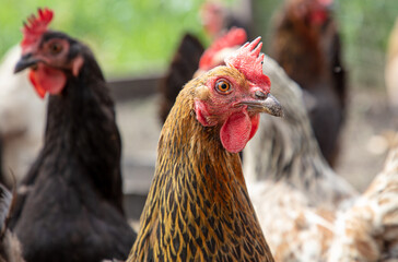 Portrait of a chicken in nature.