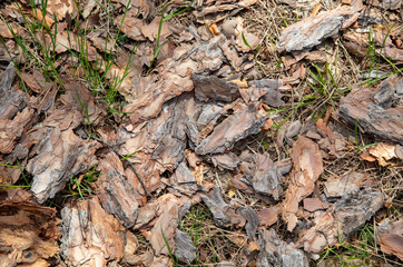 Pine bark on the ground as a background.