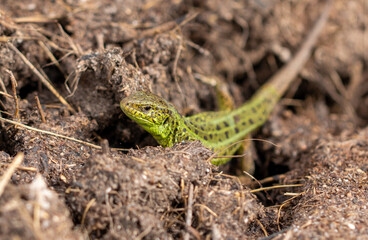 Naklejka na ściany i meble Green lizard on the ground in spring.