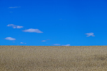 Fototapeta na wymiar Ukraine. It's a hot June day. Endless fields of wheat ripe for harvest and a beautiful blue sky with clouds on it.