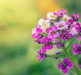 Fototapeta na wymiar Purple alyssum flower on a green background close-up