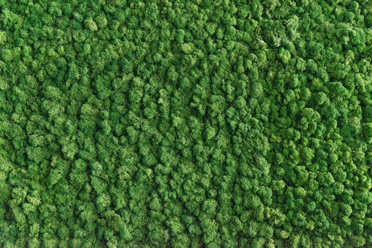Natural moss-covered wall, texture, floral mossy background. Biophilia design indoors, fullframe