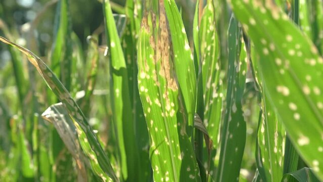 Close up corn leaves wilting and dead after wrong applying herbicide in cornfield. Damage to agribusiness, insured event, reason for indemnification events. Abuse of pesticide use in agriculture
