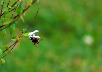 Honeybee pollinates or collects nectar from salvia flower in summer garden. Blurred background....