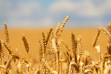 Fototapeta premium Getreidefeld 