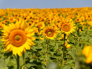 Gro&szlig;es Sonnenblumenfeld