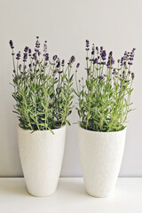 Two white pots with blooming lavender on a light background in front of window