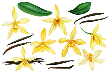 Fototapeta Vanilla flower set. Flowers, buds and vanilla sticks. Watercolor illustrations: obraz