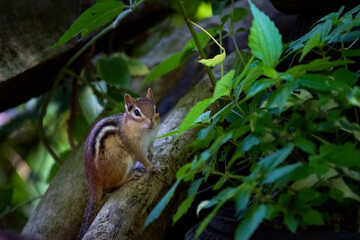 A chipmunk on a log by our hosta plants in our garden in Windsor in Upstate NY.  
