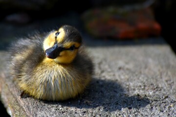 Baby duck looking  pretty