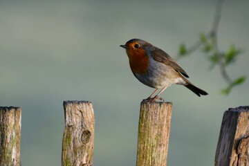 Robin on a fence