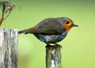 Robin on a fence