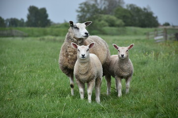 Mother sheep with two lambs 