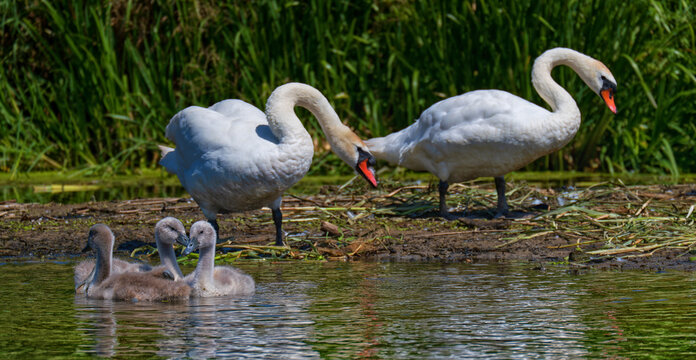 Hocker-Schwaene mit Jungen im Schilf