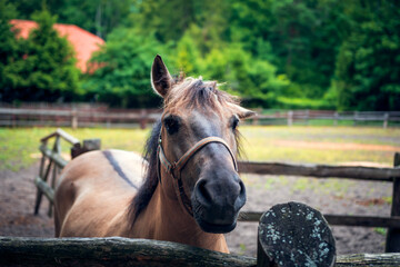 A horse with one lopped ear. Polish horse breeding at the stud in Florianka. Paddock for horses in...