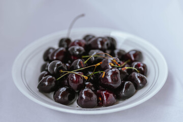 Fresh ripe dark black huge sweet cherries and water drops on white plate, light cloth background. Rustic organic fruits to eat.  Bio and eco berries for jam, juice, smoothie, desserts. Selective focus