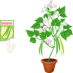 Bean plant with green fruits, leaves, flowers in flower pot and open sachet with seeds isolated on white background