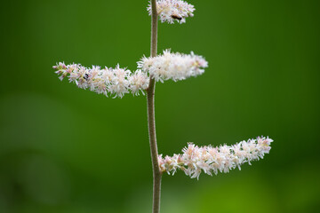 チダケサシの花 アップ