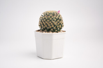 plant mammillaria schiedeana cactus in white plastic pot on isolated background