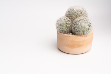 cactus plants Mammillaria plumosa in ceramic pot tube shape against isolated background