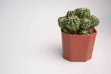 plant echinopsis subdenudata cactus in red plastic ceramic pot on isolated background