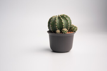 plant echinopsis subdenudata cactus in black plastic pot on isolated background