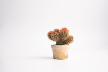 cactus plants Mammillaria Carmenae in ceramic pot tube shape against isolated background