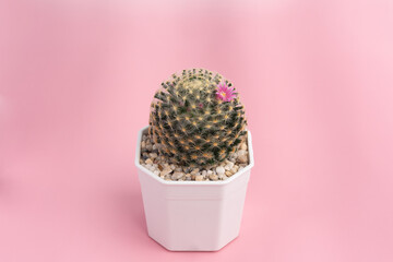 Top view plant mammillaria schiedeana cactus in white plastic pot on pink background