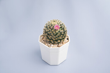 plant mammillaria schiedeana cactus in white plastic pot on blue background