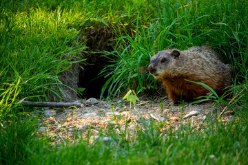 A marmot peaking out of its burrow