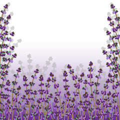 picture depicting flowering branches of lavender in the fog
