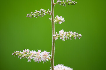 チダケサシの花 アップ 5