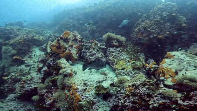 Under water scuba diving film - medium grey tropical  fish getting cleaned by smaller fish just above coral reef - Sail Rock island in the Gulf of Siam in Thailand