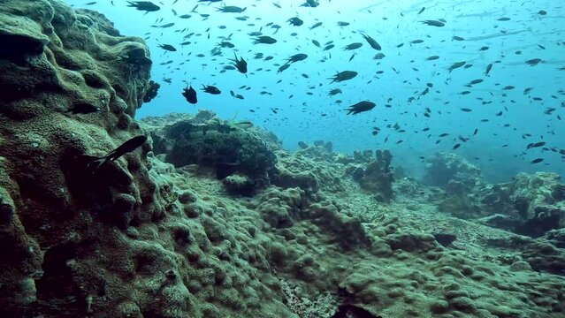 Under water scuba diving film - A grey Grouper fish lays on coral and then departs away from the frame -Sail Rock island in the Gulf of Siam in Thailand