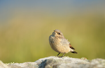 Northern wheatear juvenile perched on a rock against green background