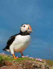 Atlantic puffin with sand eels in the beak