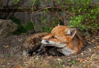 Naklejka na ściany i meble Close up of a red fox lying in a garden
