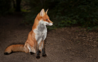 Close up of a Red fox sitting in forest in the evening