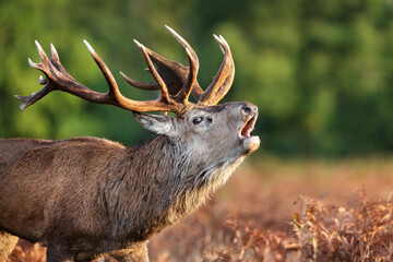 Portrait of a red deer stag calling during rutting season in autumn