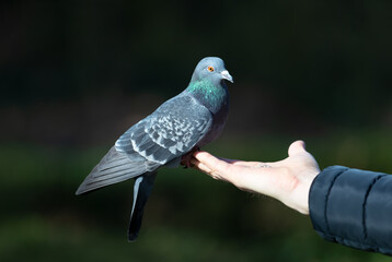 Close up of a Feral pigeon feeding from a hand in a park